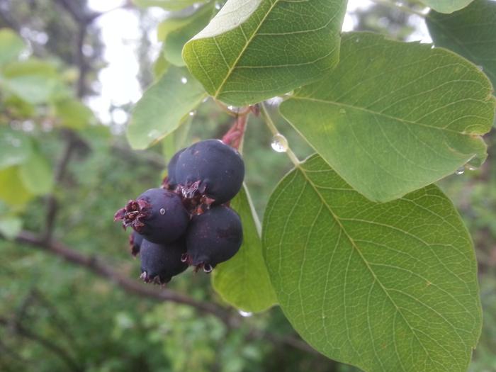 delicious saskamatoons