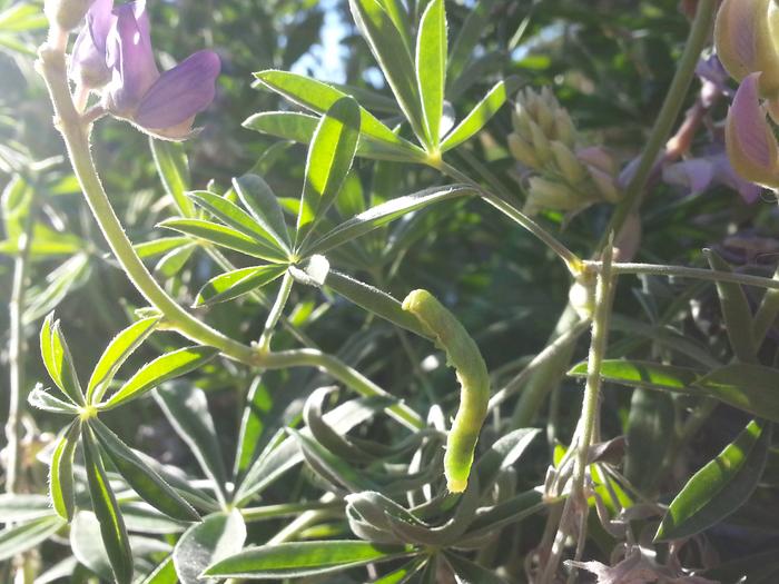 caterpillar reach across a lupine