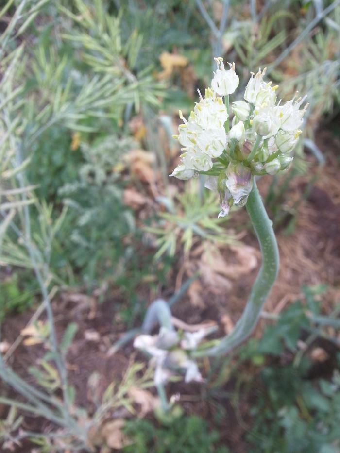 walkin onion goin to seed