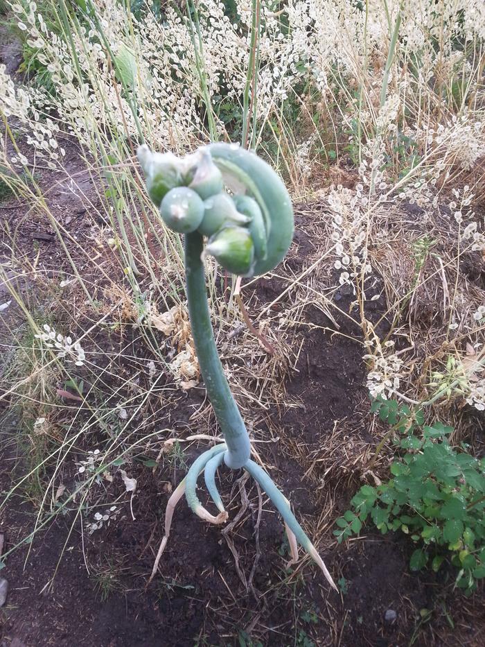 walkin onion curl