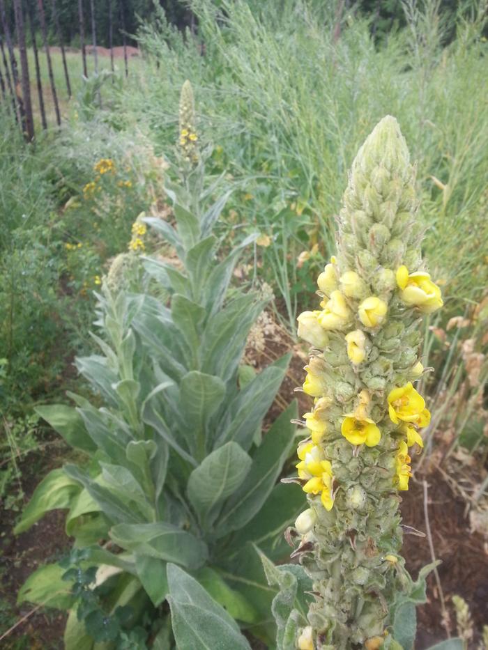 mullein it over in t&eacute;jas
