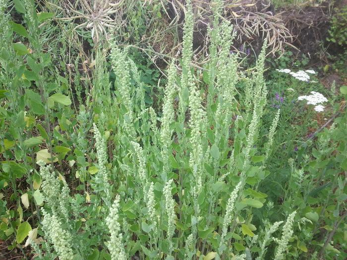 lamb's quarters on lewis lane