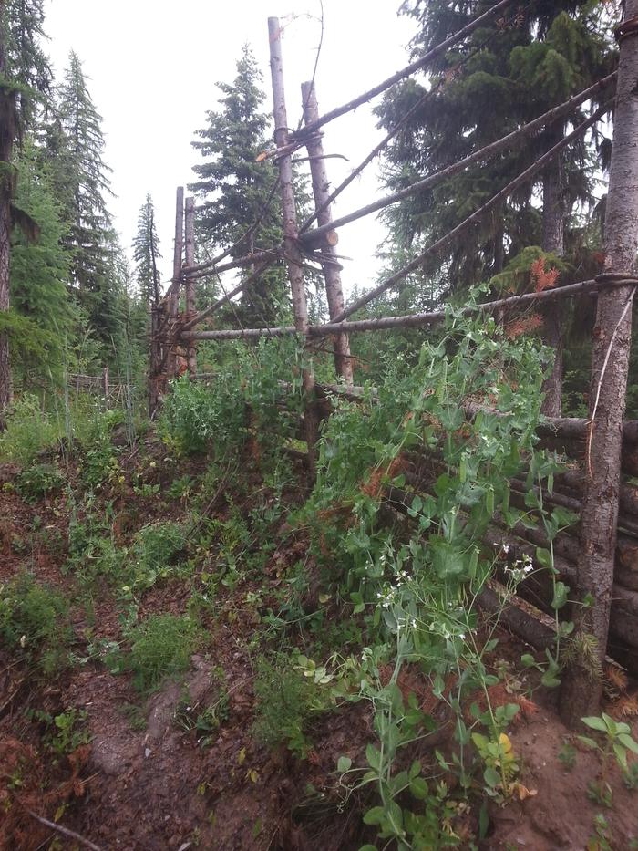 peas climbing a fence in kailarado