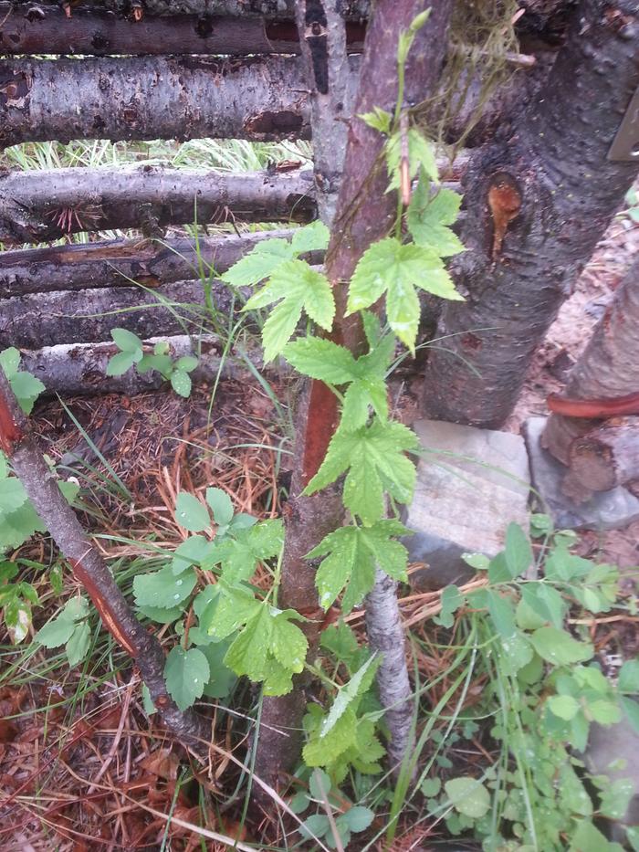 the hops gate