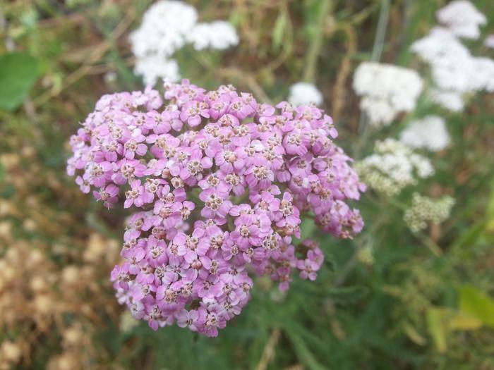 pink yarrow