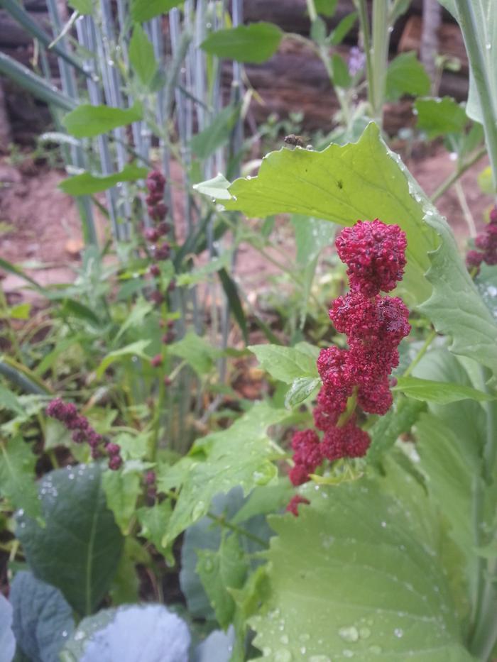 strawberry spinach in kailarado