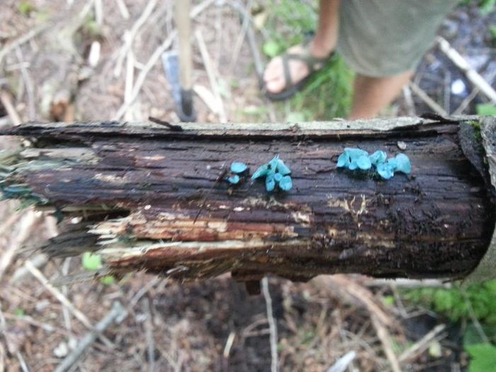 fred the fungal forklift and the turquoise sponge