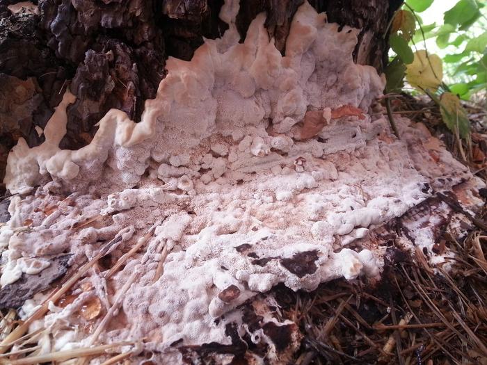 fungus eating a ponderosa stump