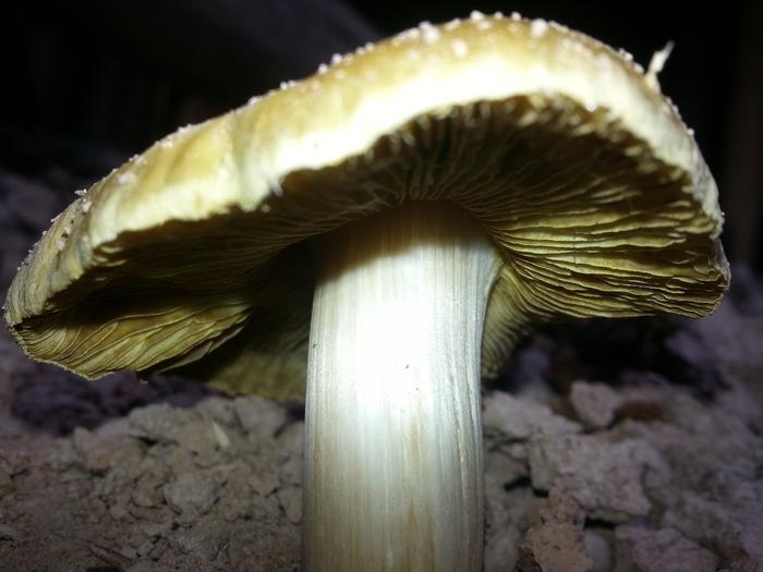 fungus close to siesta's dry earth layer