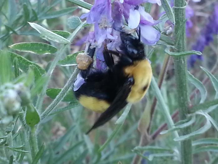 bumblebee with saddlebags enjoying a hairy vetch