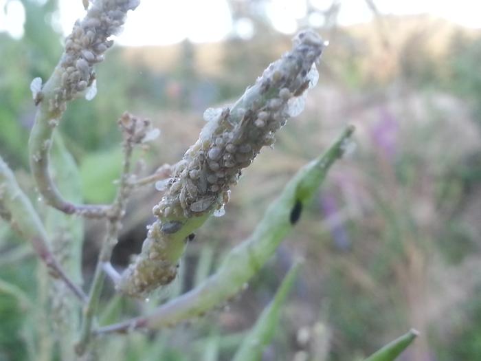 aphids on a mustard or maybe kale