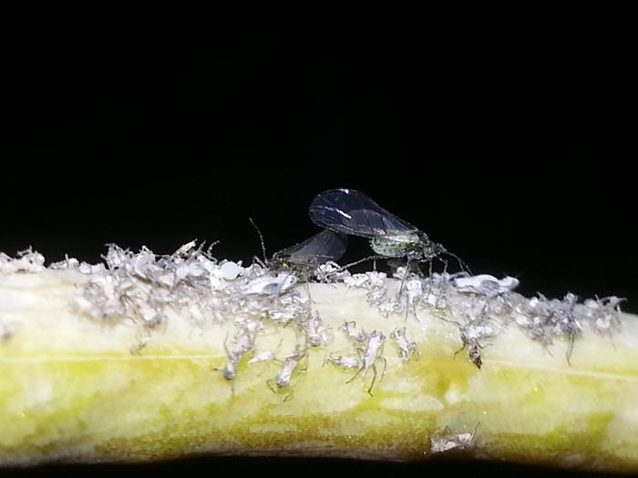 aphids being predated?
