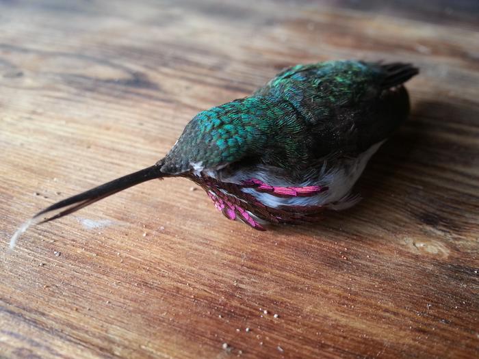 calypso hummingbird?