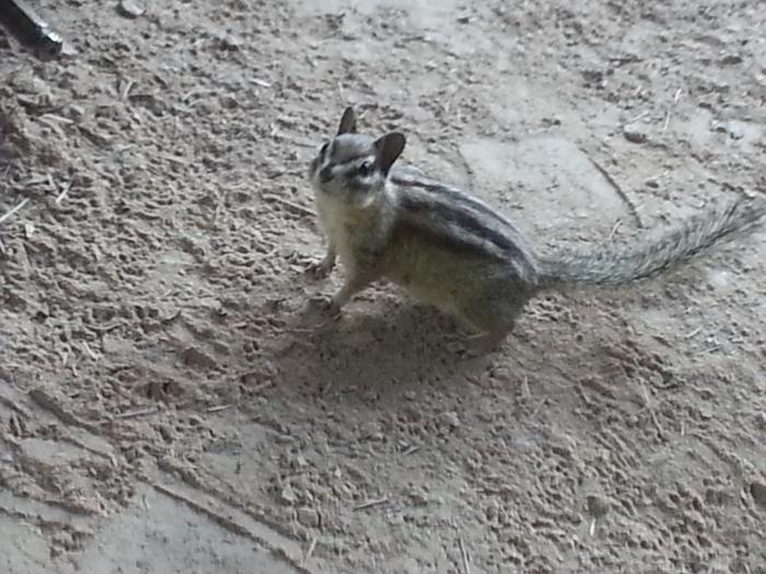 chipmunk cleaning crew in outdoor kitchen
