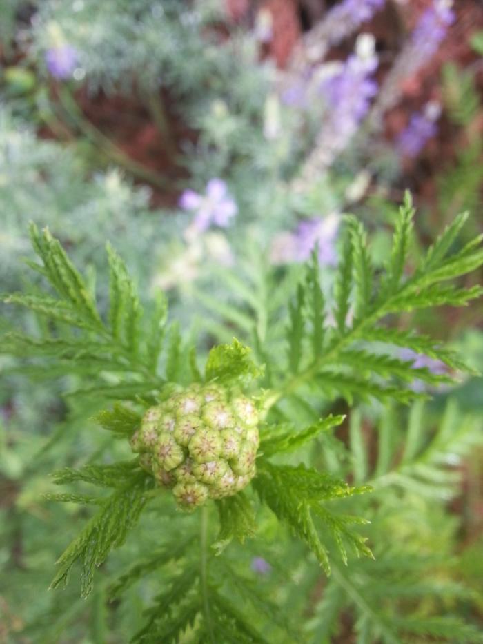 tansy about to bloom