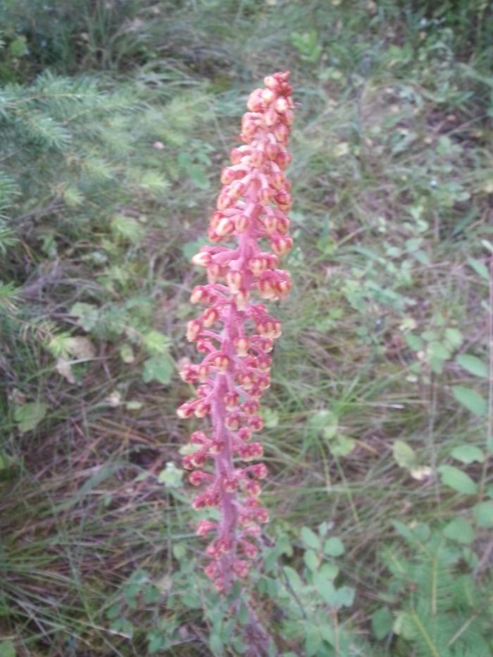 some kind of alien plant