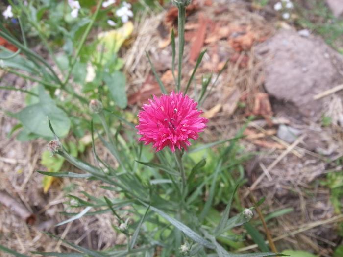 pink bachelor's button