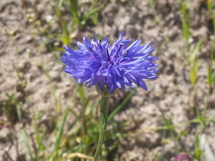 blue bachelor's button