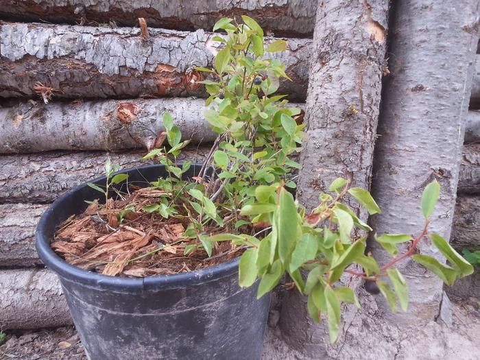 chancy huckleberry transplant