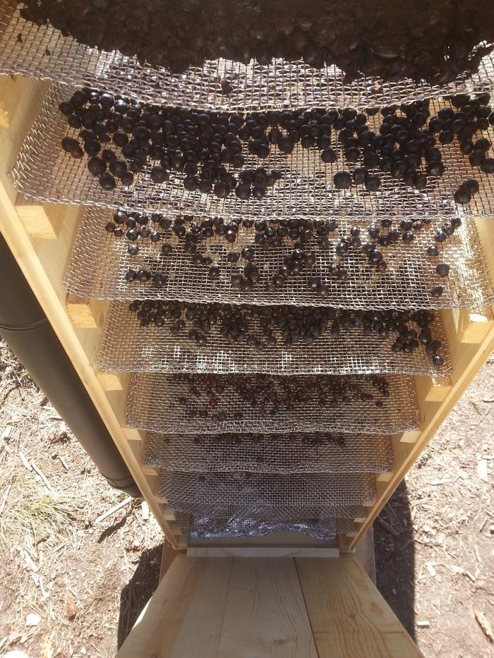 hucks and saskatoons in the dehydrator