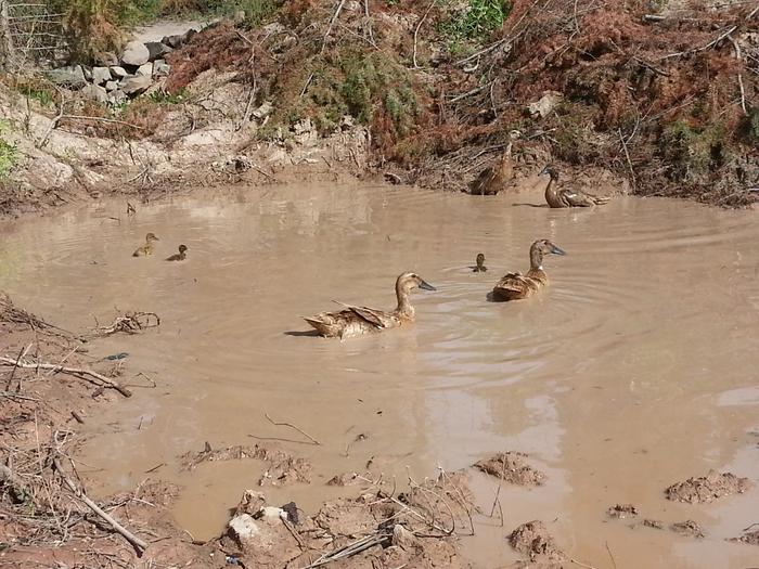 Igneous, Gneiss, and Tourmaline out for a swim with moms