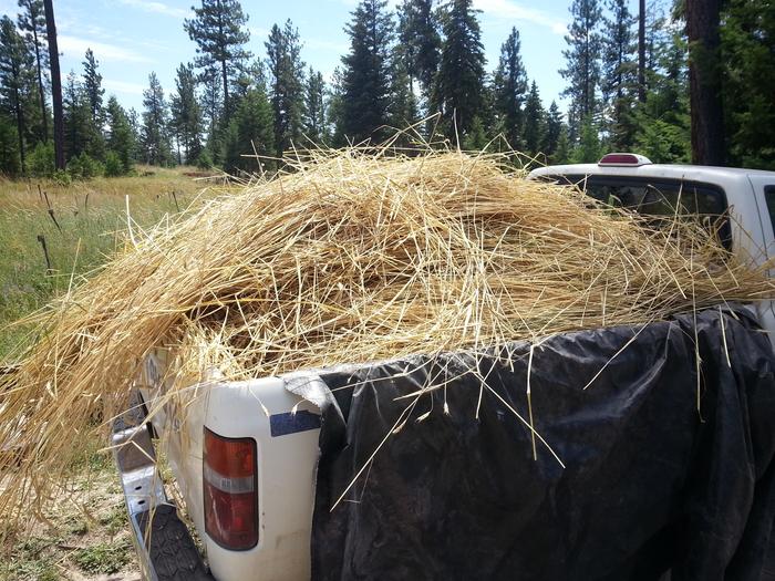 Kai's harvest of wheat