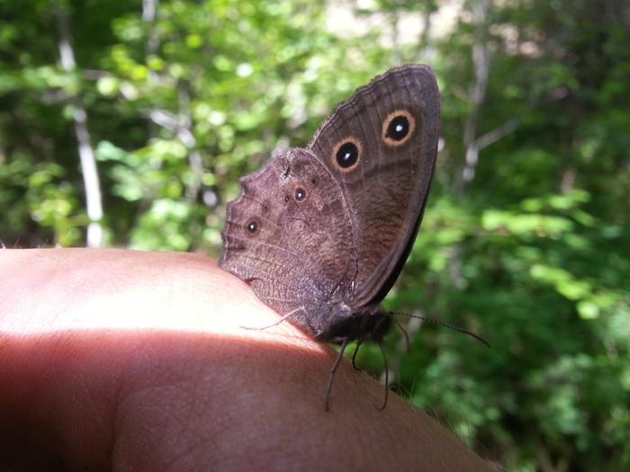 friendly moth pretending to have big eyes