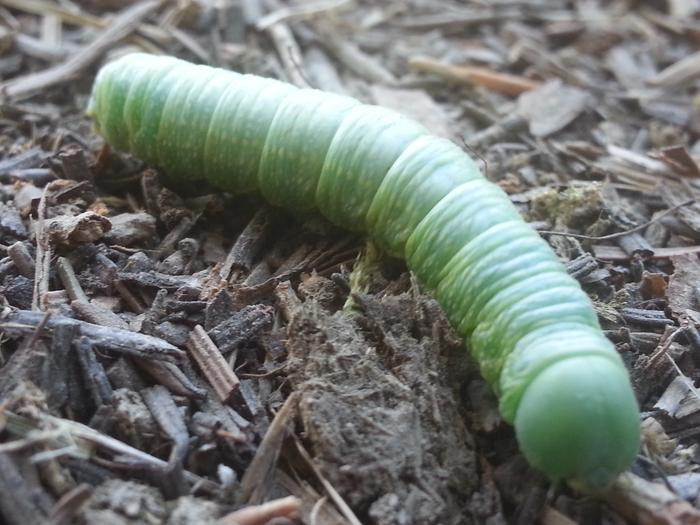 green caterpillar inching along