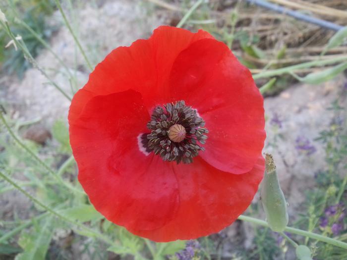 reddest of poppies