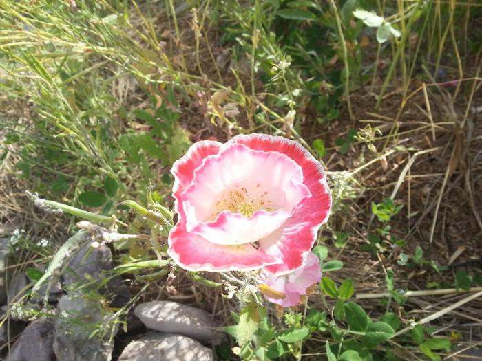pretty poppy of indecisiveness