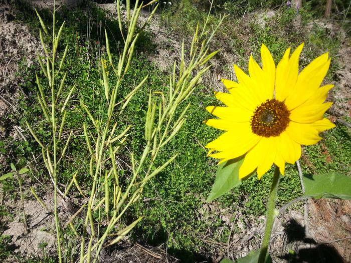sunflower and mustard