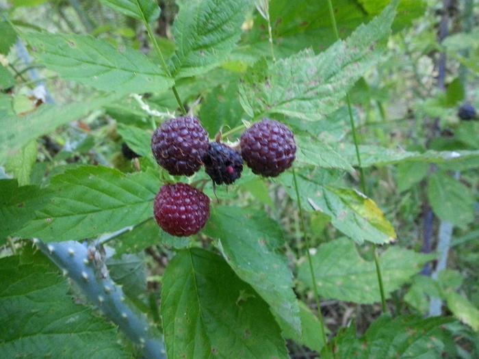 black raspberries near the hot springs