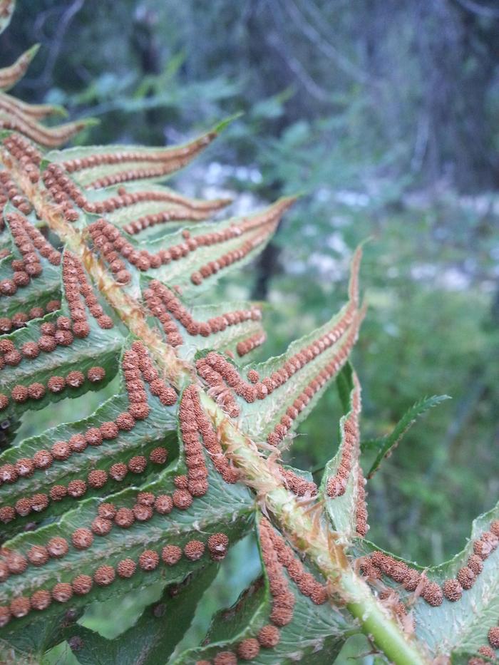 ferny reproductive action