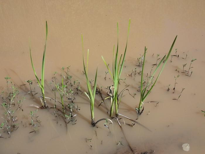 cat tails growing out of a puddle in the road