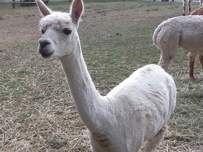 alpacas and llama at our friends Jesse's and Ashley's new farm