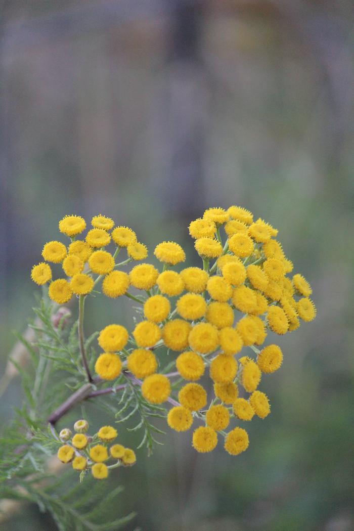 heart shaped tansy flower, yellow