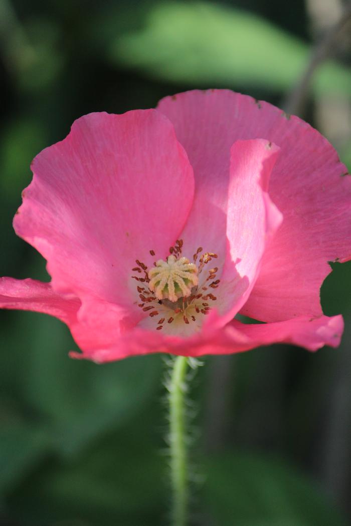 pink poppy in Tejas