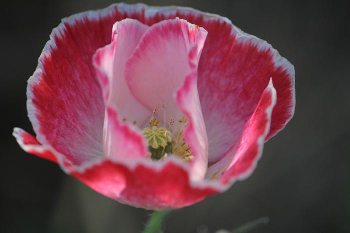 red and white poppy near the green man gate