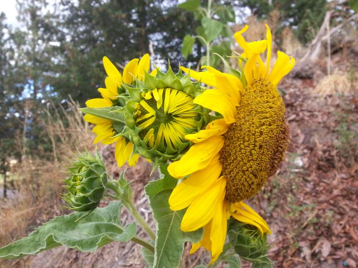 polyheaded sunflower