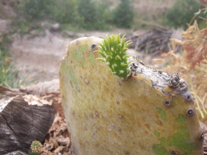 the prickly pear of Lewisylvania lives!