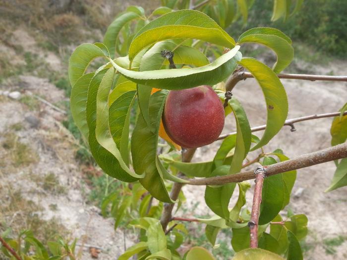 first nectarine in Lewisylvania