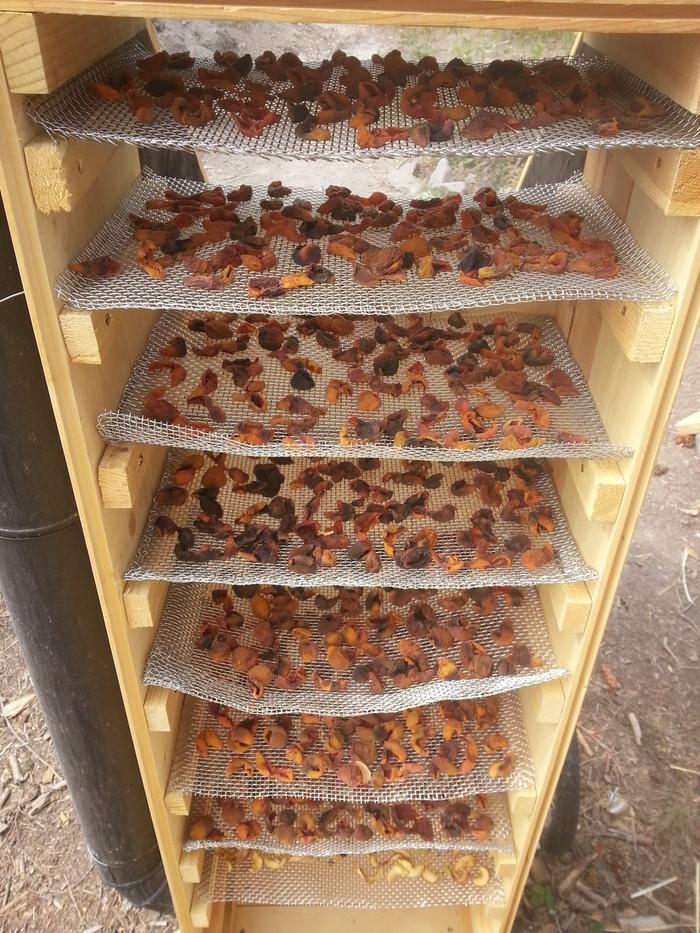some apricots dried out with the downdraft solar dehydrator