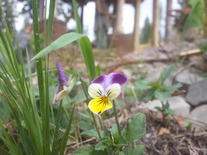 johnny jump up in kailarado