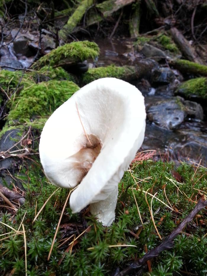 throneshroom by creek