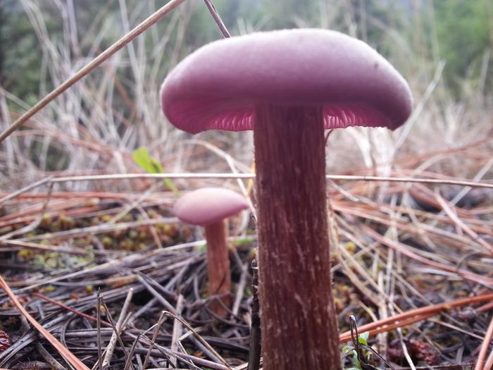 maroonshrooms