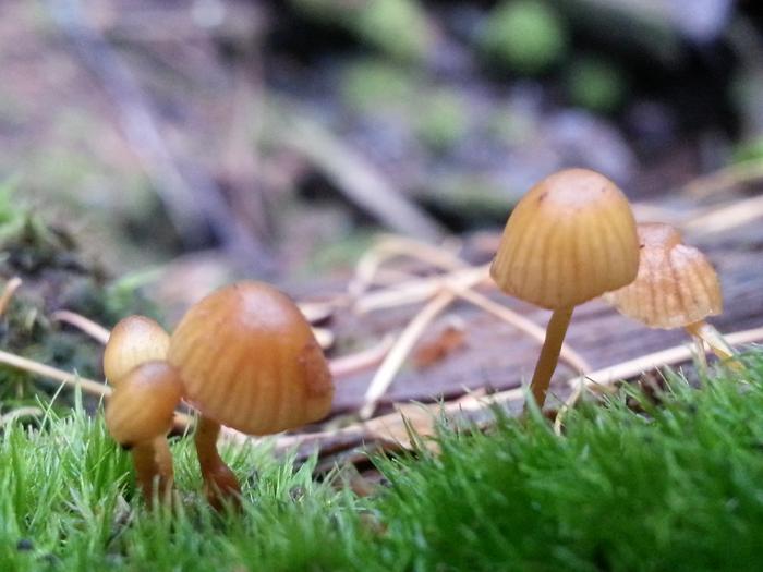tiny shrooms and moss