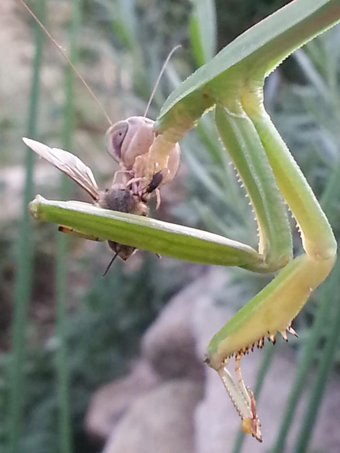 a mantis preying on a bee in Gary's garden