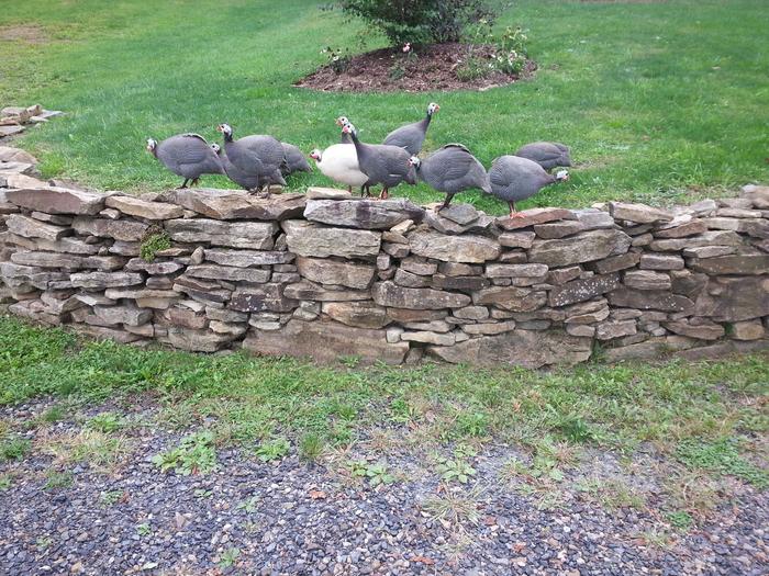 guineas at quiet creek farm