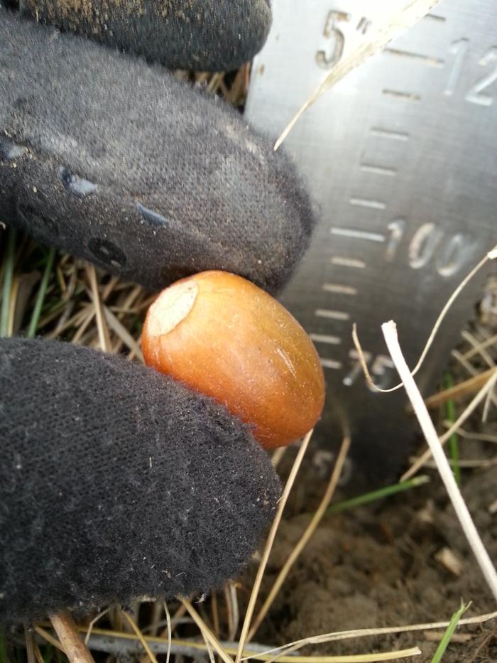 an acorn and a prayer for Sacred Stone