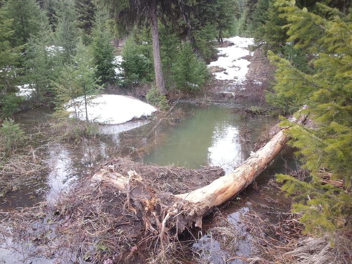 a deep bit of the living creek on Jesse's plot